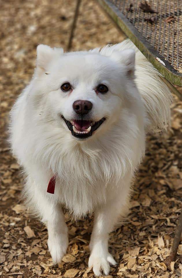 Eskimo sales dog adoption