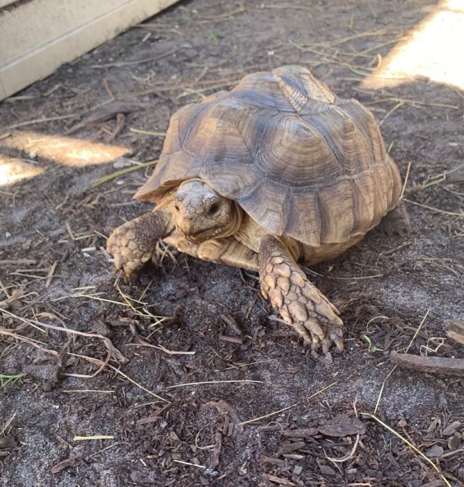 Tortoise for adoption - Bosley, a Sulcata in Fort Myers, FL | Petfinder