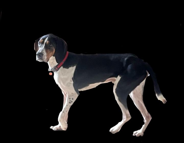 Sterling, an adoptable Treeing Walker Coonhound Mix in Cincinnati, OH_image-3