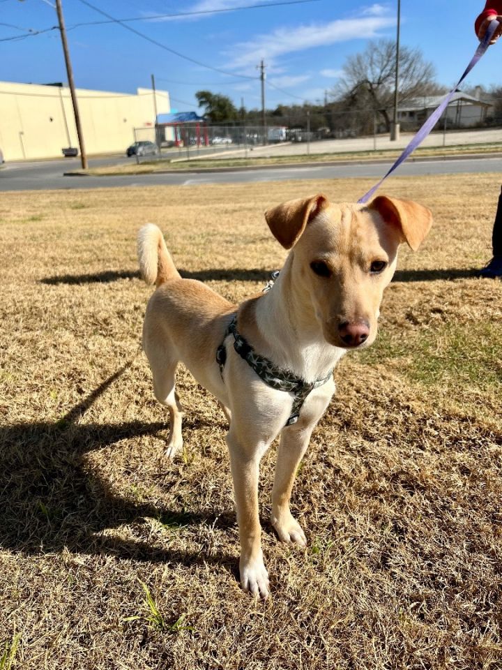 Elf, an adoptable Terrier in Uvalde, TX_image-2