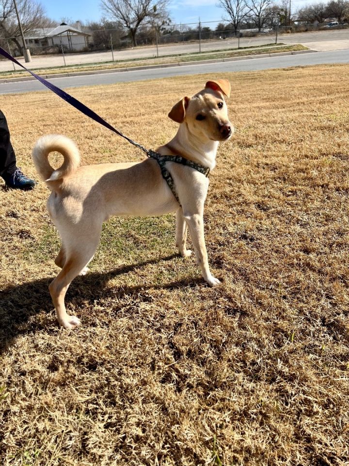 Elf, an adoptable Terrier in Uvalde, TX_image-4