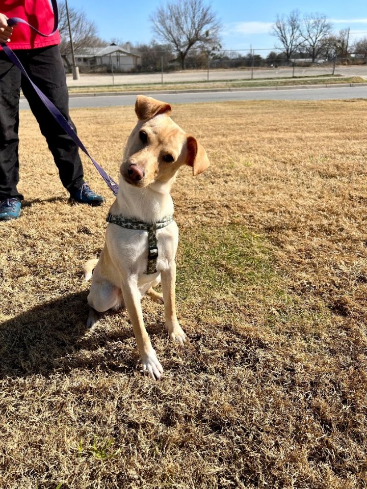 Elf, an adoptable Terrier in Uvalde, TX_image-5