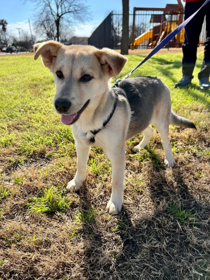 Lexi, an adoptable Shepherd & German Shepherd Dog Mix in Uvalde, TX_image-5
