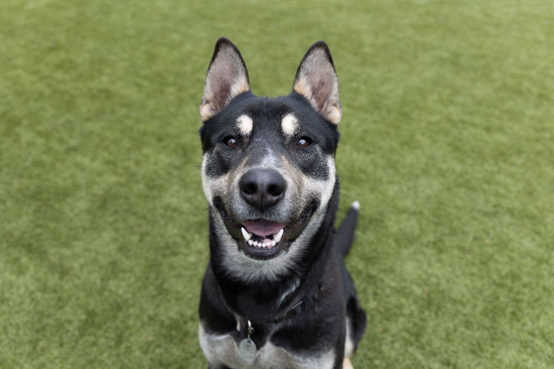 Max , an adoptable Mixed Breed, Shepherd in Friday Harbor, WA, 98250 | Photo Image 1