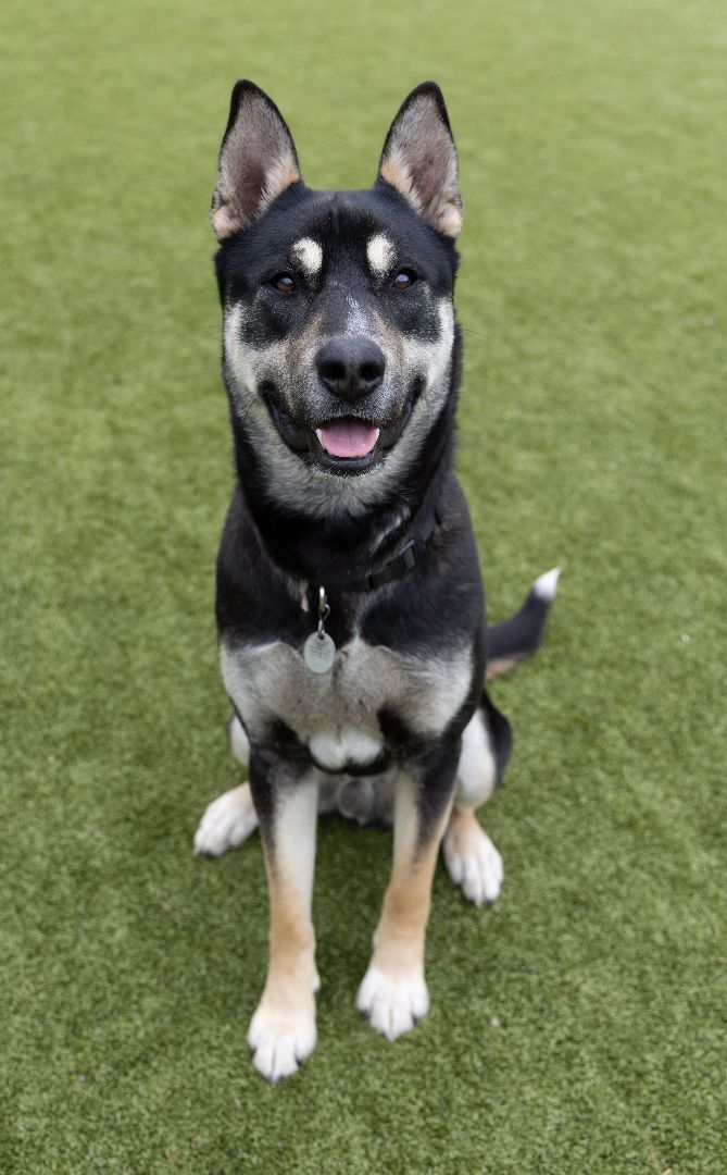 Max , an adoptable Mixed Breed, Shepherd in Friday Harbor, WA, 98250 | Photo Image 2