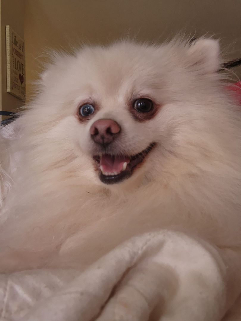 PRINCE II, an adoptable Pomeranian in Maineville, OH, 45039 | Photo Image 2