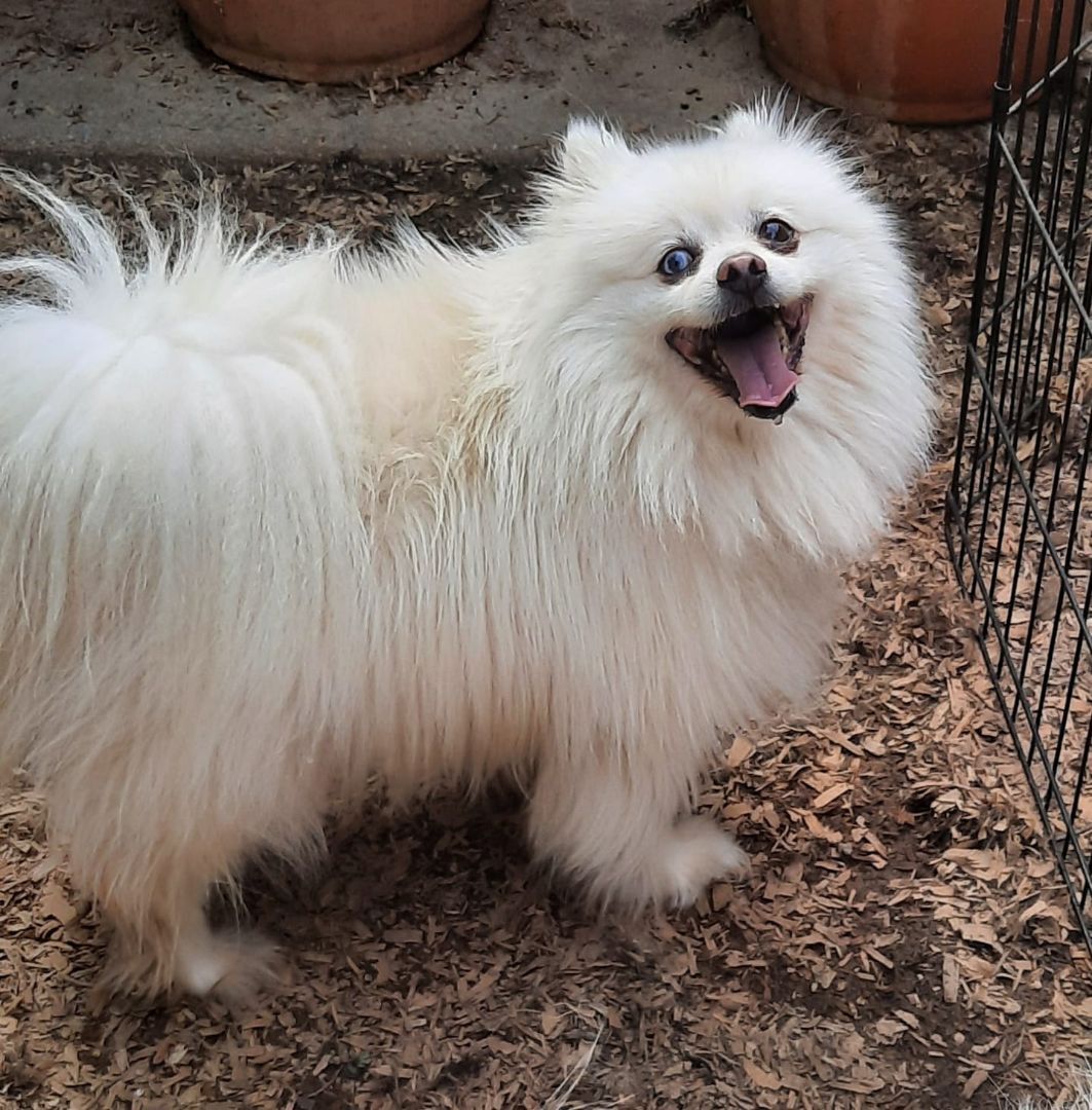 Pomeranian dog hot sale shelter