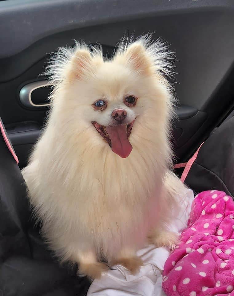 PRINCE II, an adoptable Pomeranian in Maineville, OH, 45039 | Photo Image 6