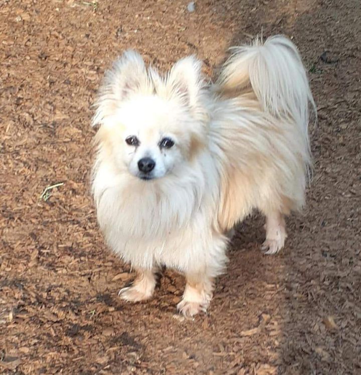 Yorkshire terrier hot sale pomeranian mix