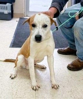 Feist best sale beagle mix