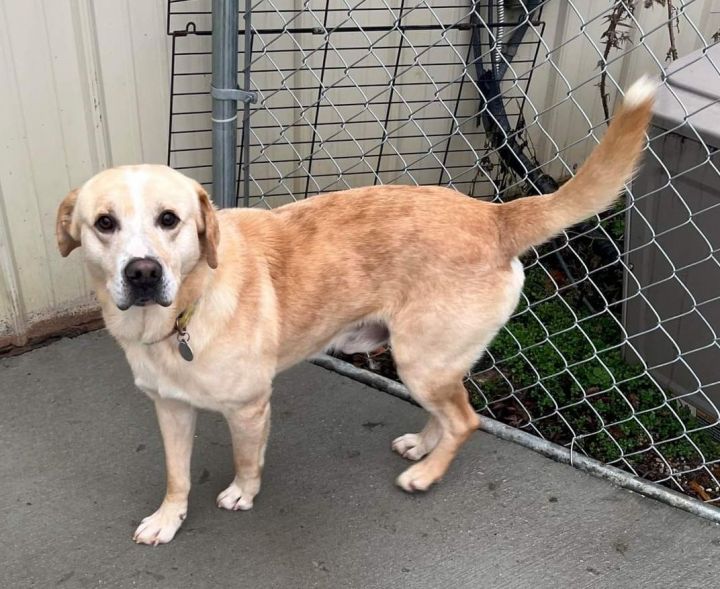 Barkley, an adopted Labrador Retriever Mix in Kalamazoo, MI_image-4