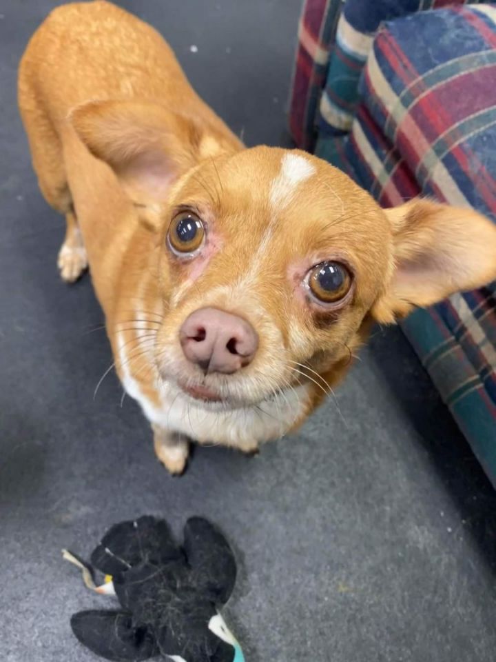 Vivian, an adopted Chihuahua Mix in Tacoma, WA_image-1