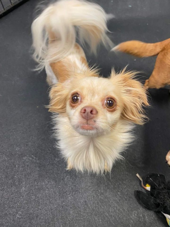 Uno, an adopted Chihuahua in Tacoma, WA_image-1