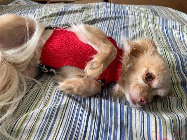 Uno, an adopted Chihuahua in Tacoma, WA_image-3