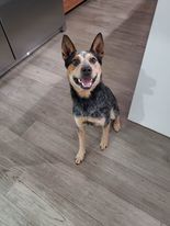 Rex 2