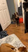 Rex