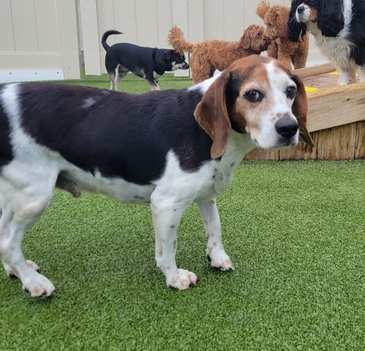 Hunter, an adoptable Beagle Mix in Breinigsville, PA_image-1