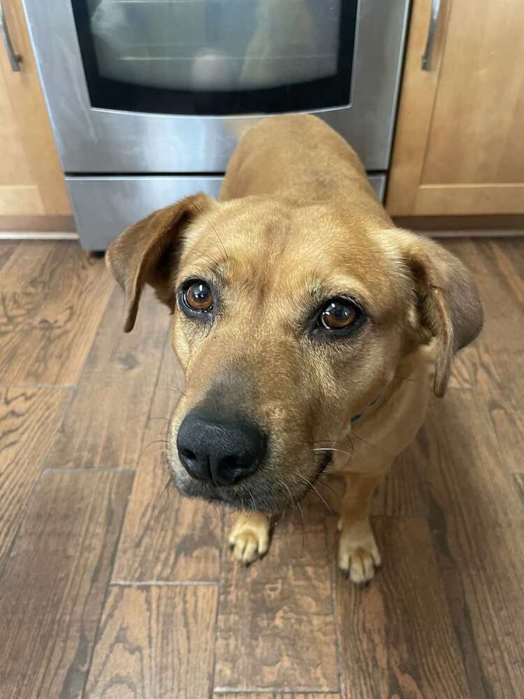 Moochie, an adoptable Labrador Retriever, Black Mouth Cur in Milton, FL, 32583 | Photo Image 1