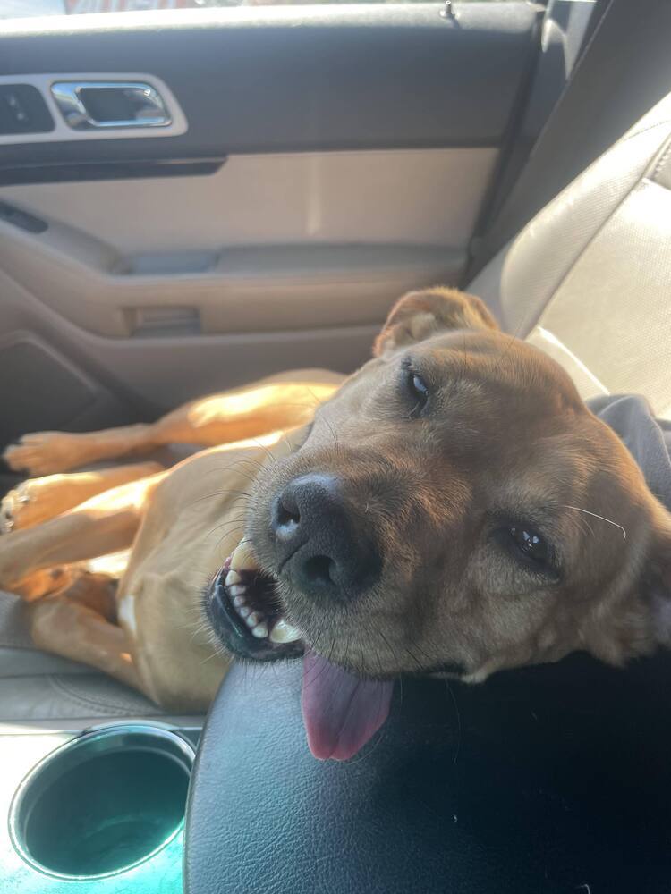 Moochie, an adoptable Labrador Retriever, Black Mouth Cur in Milton, FL, 32583 | Photo Image 3