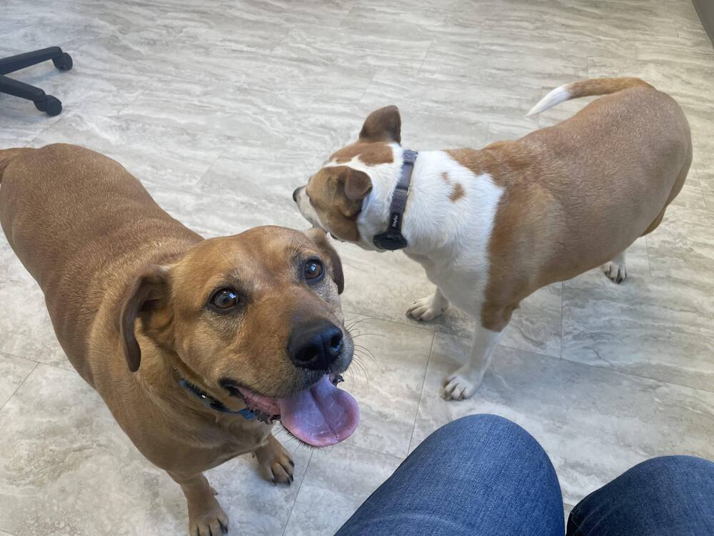 Moochie, an adoptable Labrador Retriever, Black Mouth Cur in Milton, FL, 32583 | Photo Image 4