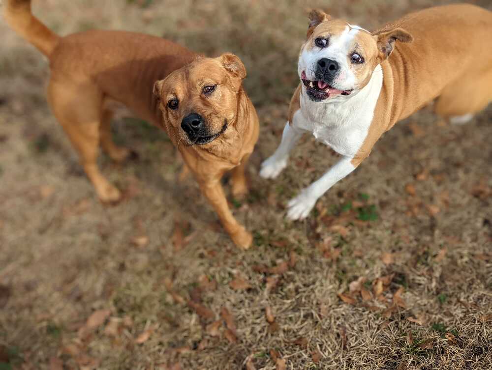 Moochie, an adoptable Labrador Retriever, Black Mouth Cur in Milton, FL, 32583 | Photo Image 6