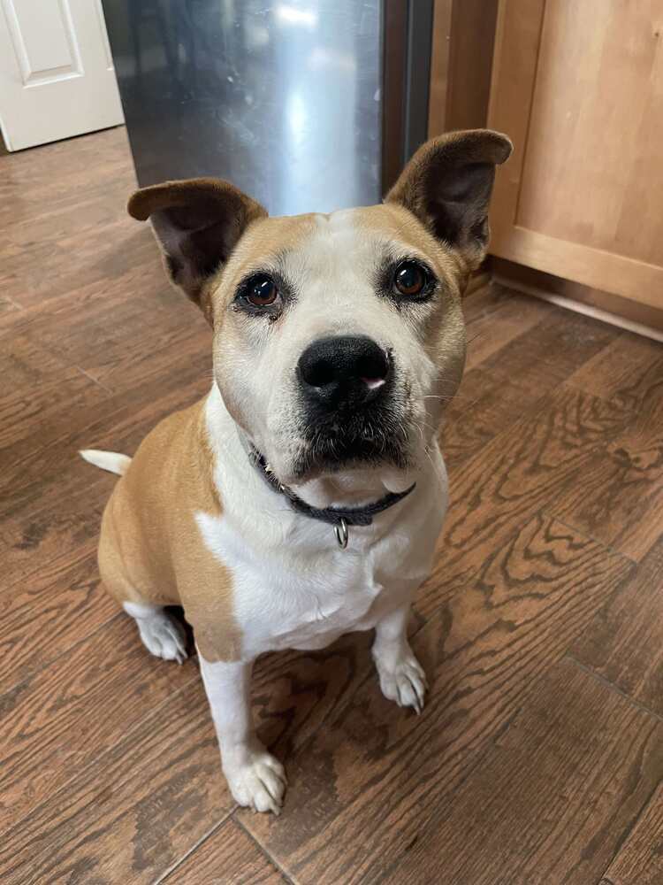 Maybell, an adoptable American Bulldog in Milton, FL, 32583 | Photo Image 1