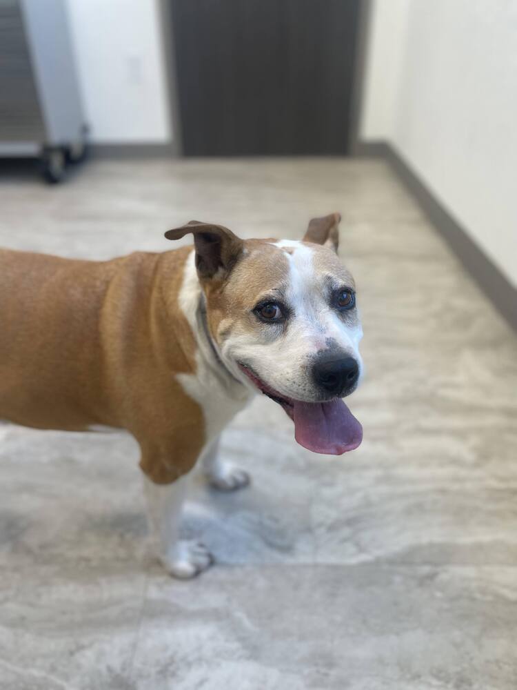 Maybell, an adoptable American Bulldog in Milton, FL, 32583 | Photo Image 2