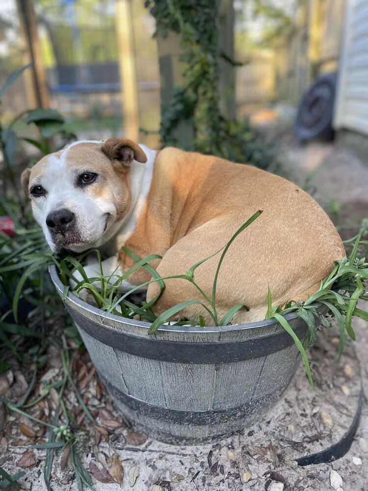 Maybell, an adoptable American Bulldog in Milton, FL, 32583 | Photo Image 2