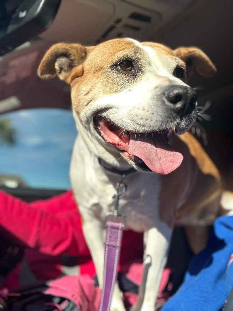 Maybell, an adoptable American Bulldog in Milton, FL, 32583 | Photo Image 5