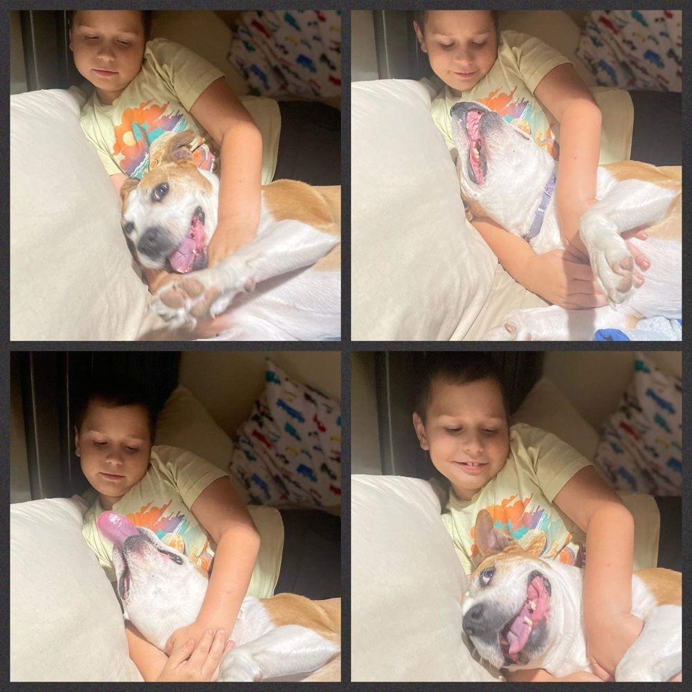 Maybell, an adoptable American Bulldog in Milton, FL, 32583 | Photo Image 6