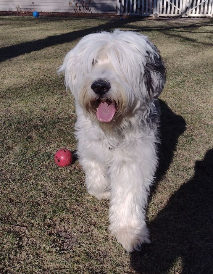 old english sheepdog rescues