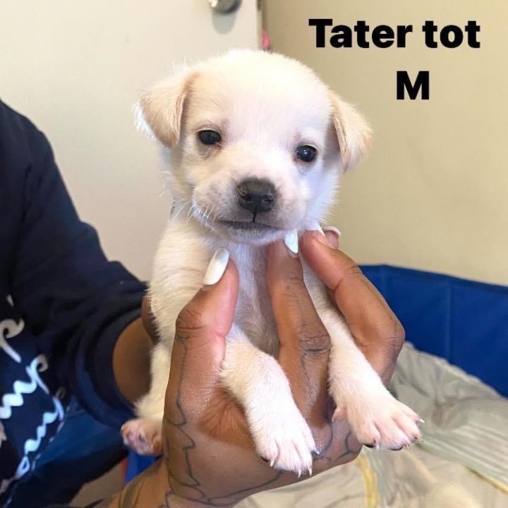 Tater tot. G, an adopted Chiweenie & Jack Russell Terrier Mix in Short Hills, NJ_image-3