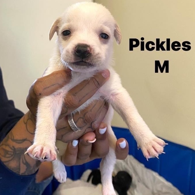 Pickles. G, an adopted Chiweenie & Jack Russell Terrier Mix in Short Hills, NJ_image-2