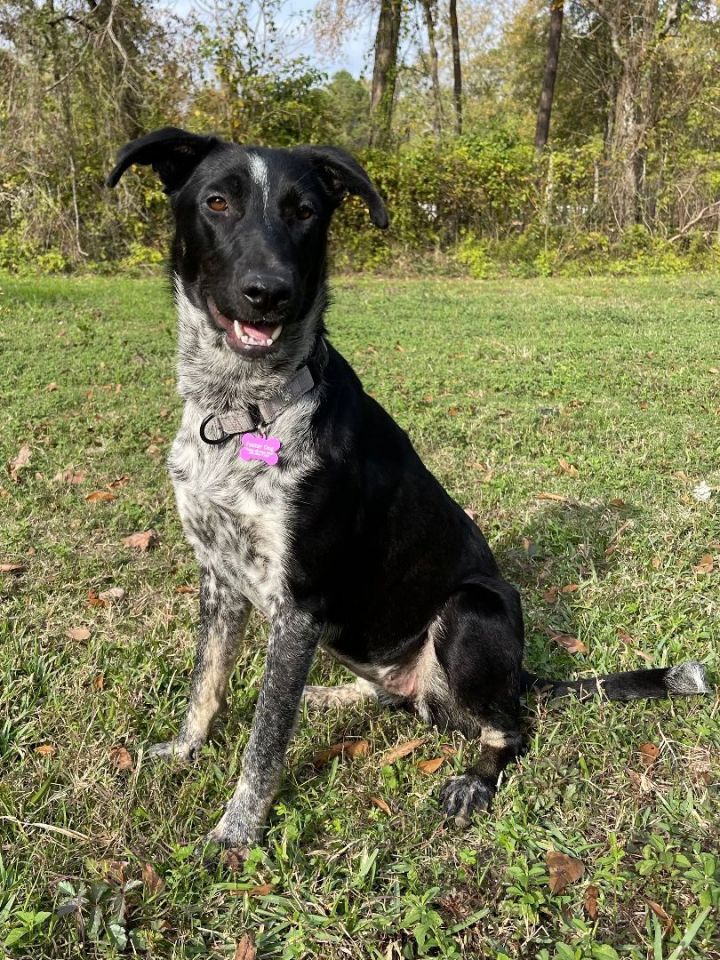 blue heeler lab mix for adoption