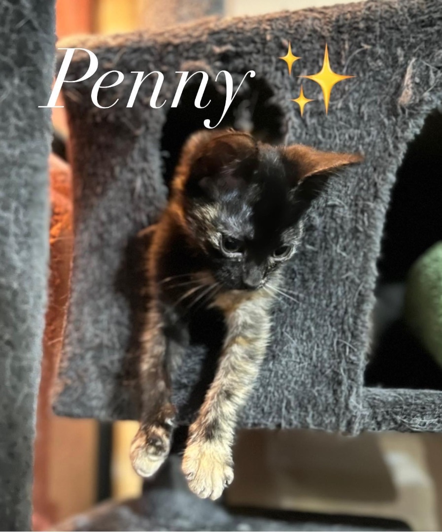 Penny (Polly), an adoptable Domestic Short Hair in Ellington, MO, 63638 | Photo Image 2