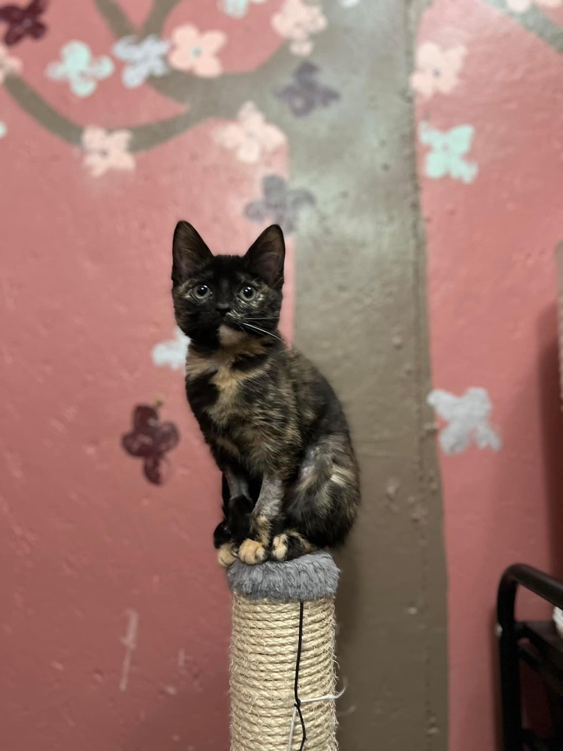 Penny (Polly), an adoptable Domestic Short Hair in Ellington, MO, 63638 | Photo Image 9