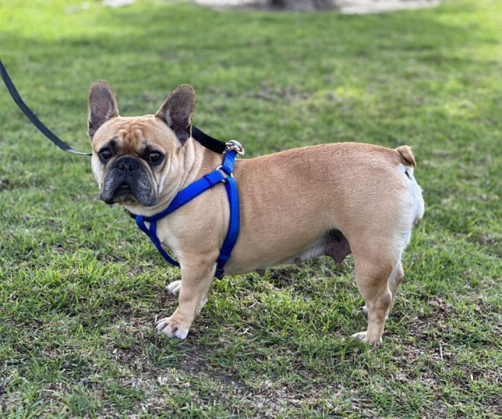 Lucille 2, an adopted French Bulldog in Los Alamitos, CA_image-6