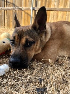 Dog for adoption - Ruby, a Wirehaired Terrier & German Shepherd Dog Mix in  Salt Lake City, UT | Petfinder
