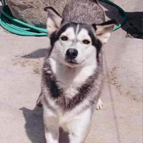 Nala, an adoptable Siberian Husky & Eskimo Dog Mix in San Diego, CA_image-1