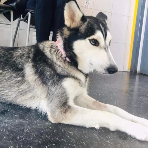 Nala 2