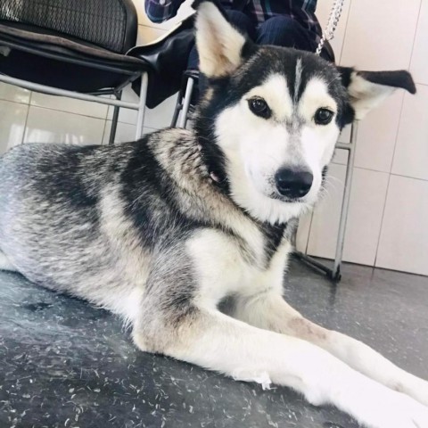 Nala 3
