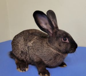 Petey, Adult Male unknown