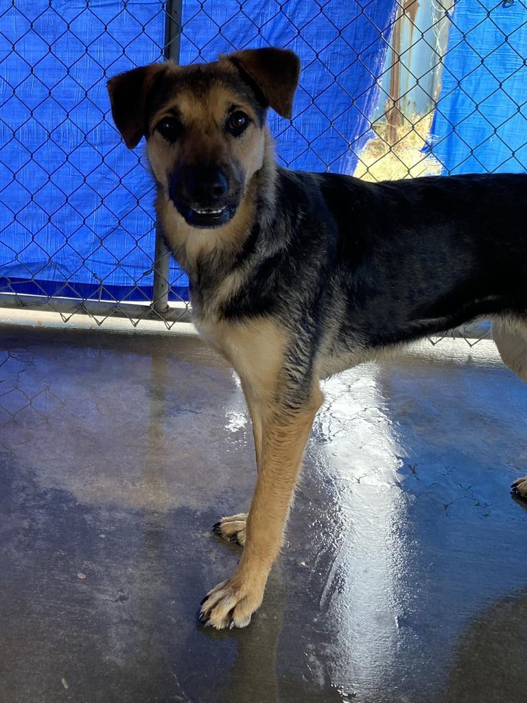 Emma, an adoptable German Shepherd Dog in Big Spring, TX, 79720 | Photo Image 1