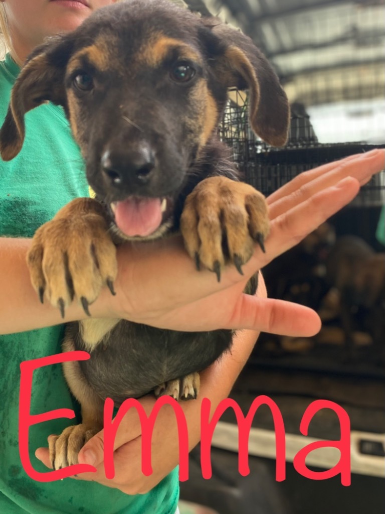 Emma, an adoptable German Shepherd Dog in Big Spring, TX, 79720 | Photo Image 2