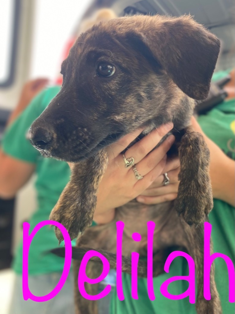 Delilah, an adoptable German Shepherd Dog in Big Spring, TX, 79720 | Photo Image 2
