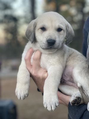 Dog for adoption - Kyler, a Labrador Retriever Mix in Oklahoma City, OK |  Petfinder