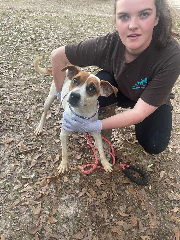 Wisteria, an adoptable Beagle in Troy, AL, 36081 | Photo Image 1