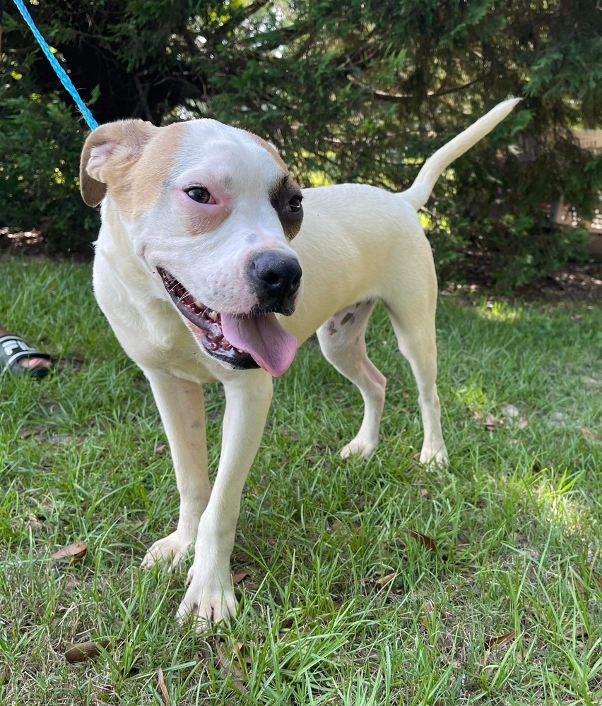 Waze, an adoptable Boston Terrier, American Bulldog in Troy, AL, 36081 | Photo Image 1
