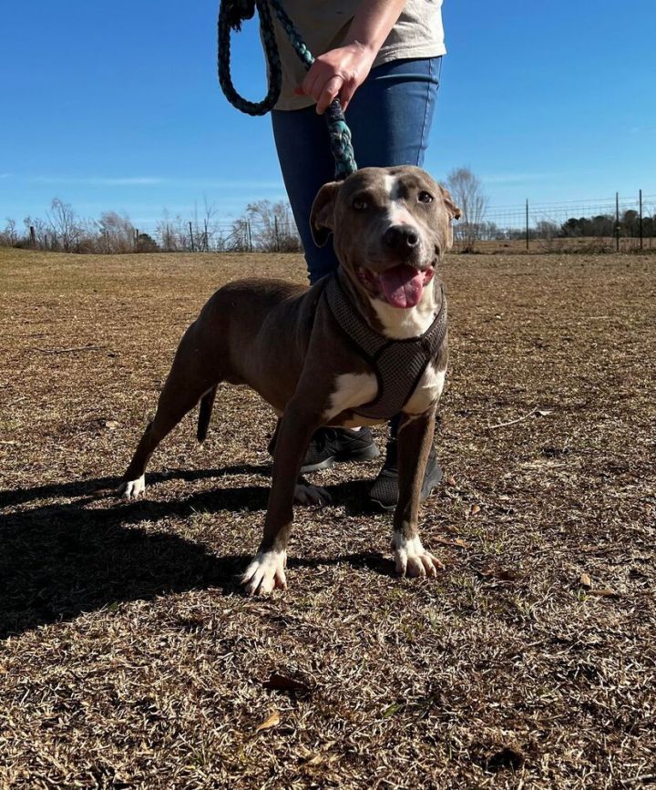 Kenny, an adoptable Pit Bull Terrier in Troy, AL_image-1