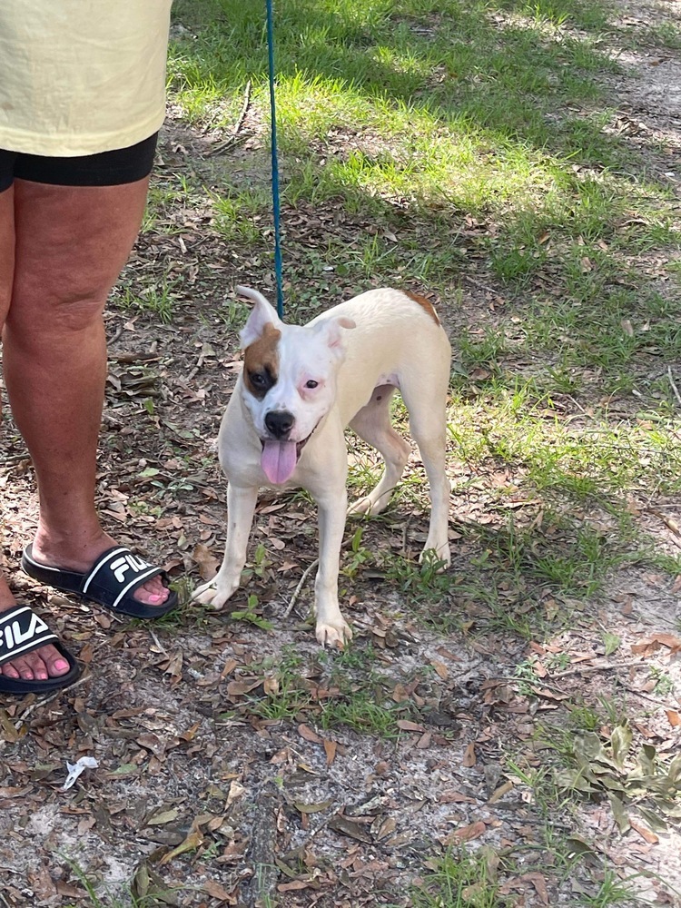 Winnie, an adoptable Boston Terrier, American Bulldog in Troy, AL, 36081 | Photo Image 5